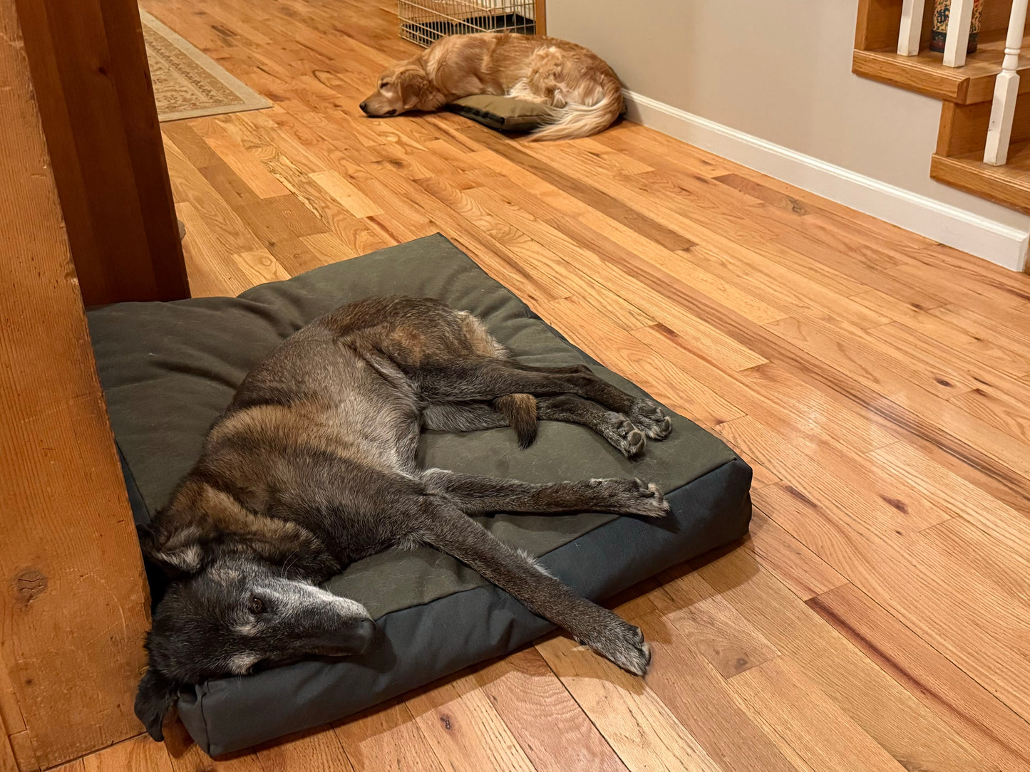 Coolorado Dog Bed