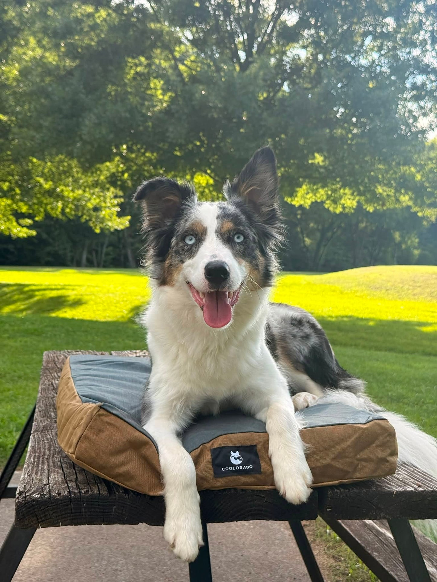 Coolorado Dog Bed