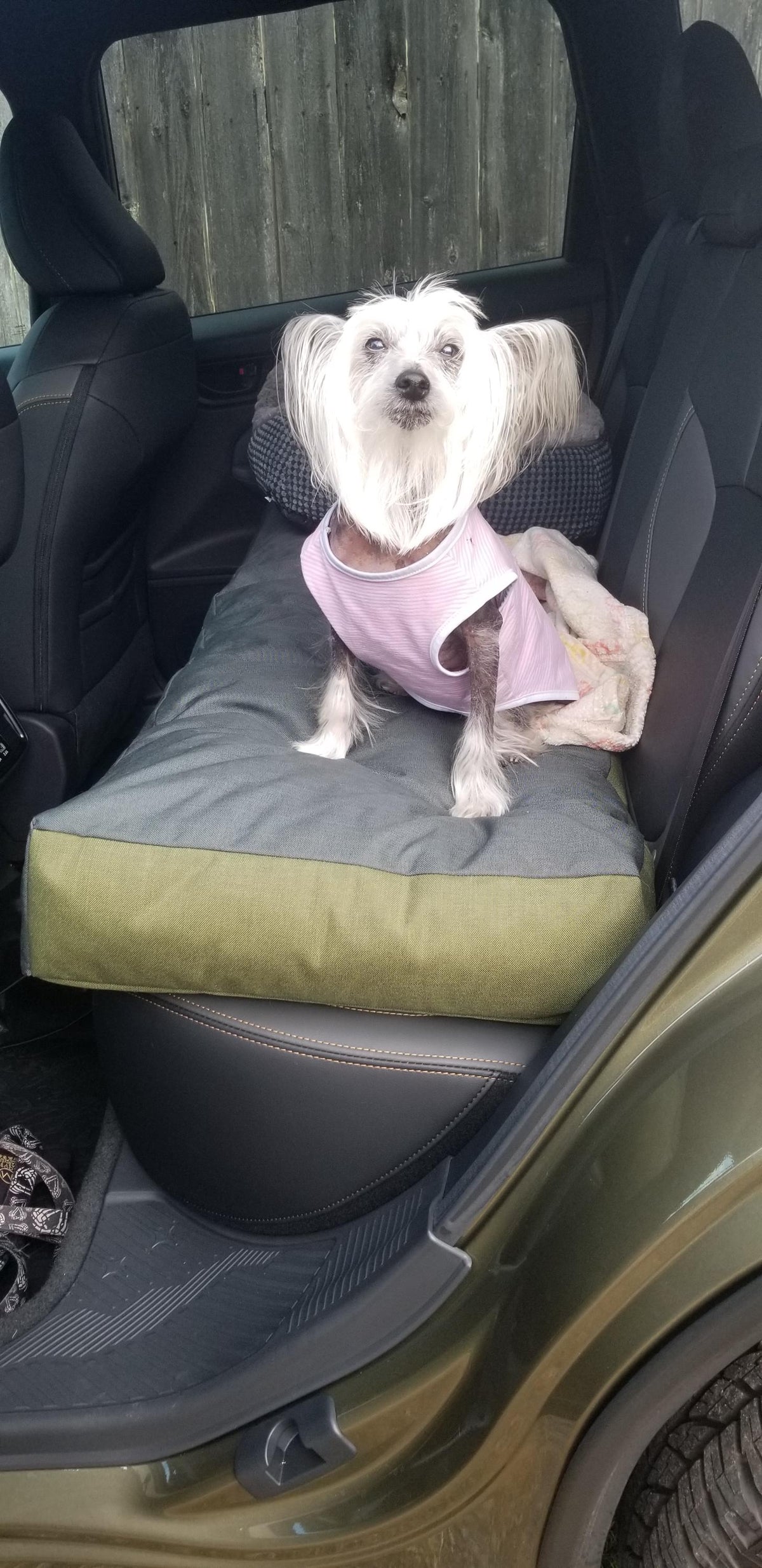 Coolorado Dog Bed