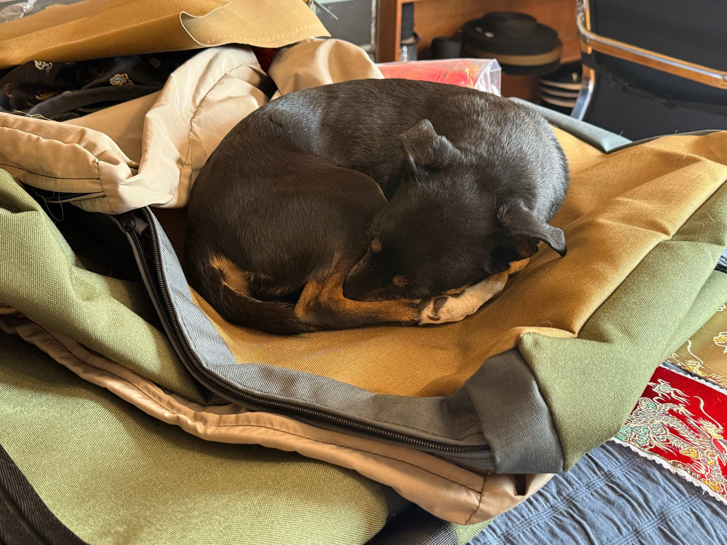 Coolorado Dog Bed