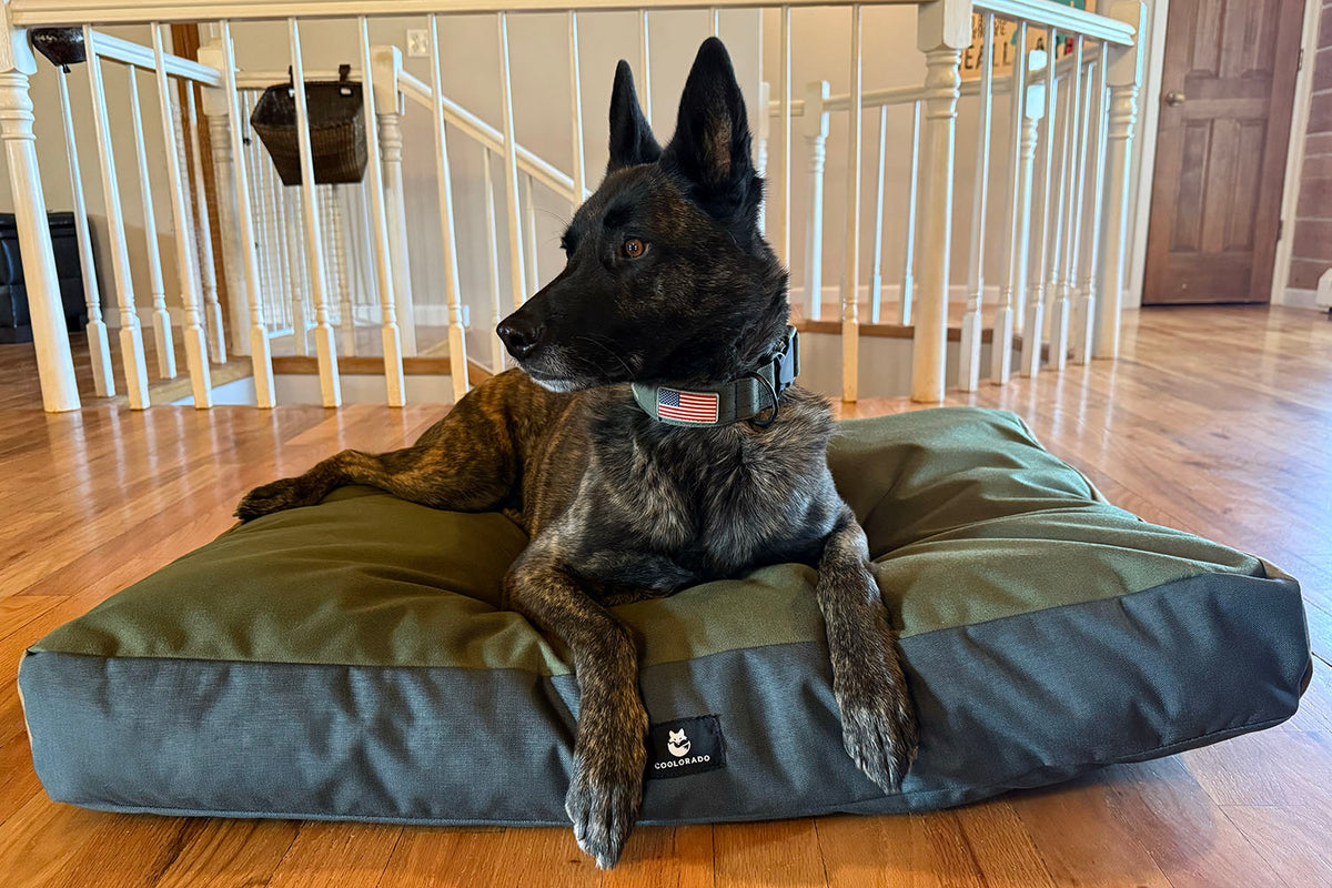 Coolorado Dog Bed